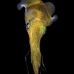 squid_reef_bigfin_bb_v_1371_alo3460.jpg